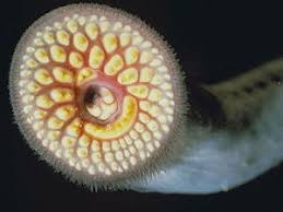 2012 wurden sie zum fisch des jahres gewählt, dabei sind sie taxonomisch gesehen gar keine fische, sondern die ursprünglichste gruppe der wirbeltiere. Meerneunauge Biologie