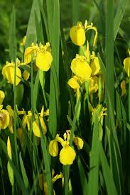 Image result for Iris pseudacorus