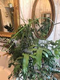 Epiphyllum Oxypetalum Care Secrets Of Queen Of The Night Epiphyllum Oxypetalum Queen Of The Night Plant Queen Of The Night Cactus