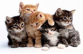 Sevimli Can Dostlarimiz Kediler Icin Isimler Disi Ve Erkek Teknozum Cute Kittens Komik Hayvanlar Kedileri Seviyorum