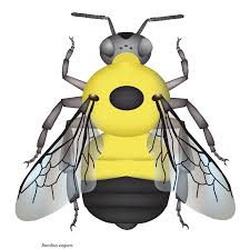 Species Illustrations Pnw Bumble Bee Atlas