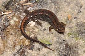 Image result for Dinebra caudata