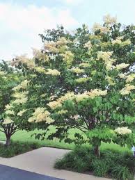 Red flowering trees in southern california. 20 Tough Trees For Midwest Lawns Midwest Living