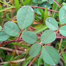 Image result for Grona adscendens