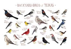 Birds Of Texas Field Guide Texas Backyard Birds Field Guide Art Print Backyard Birds Birds Bird Poster
