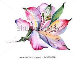 Peruvian Lily Alstroemeria Friendship Tattoos I Like Pinterest Watercolor Flowers Alstroemeria Flower Illustration