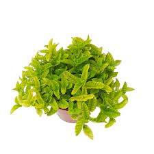 Image result for Platostoma montanum