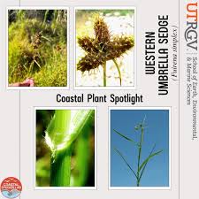 Image result for Fuirena