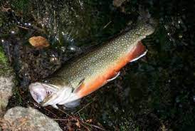 Hat Creek Upper Fish Report Hat Creek Ca Shasta County