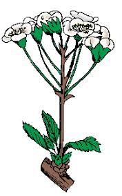 Image result for Corycium