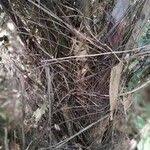 Image result for Raphia gentiliana