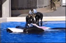 An orca's entire life is spent with its family; The Disgusting Truth Of Orca Treatment At Seaworld Influencive