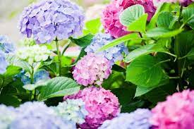 Pin On Hydrangeas