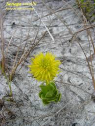 Image result for Polygala arenicola