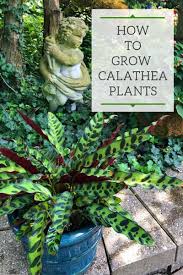 We did not find results for: Keep Your Calathea Alive The 1 Secret To No Crispy Edges
