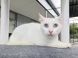 Blacktown Animal Rehoming Centre