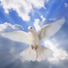 De taxonomie van de vogels is altijd een moeilijke zaak geweest. Jc De Vrije Vogels Home Facebook