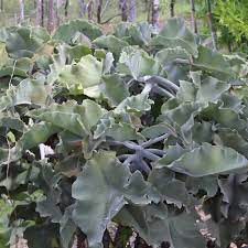 Moist soil at all times temperature if you find your alocasia struggling in a standard mix, add a bit of cactus and succulent soil, perlite, or organic matter to the soil and repot it with gravel. Elephant S Ear Ezy Care Succulents