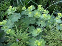 Image result for Alchemilla ellenbeckii