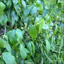 Image result for Secamone africana