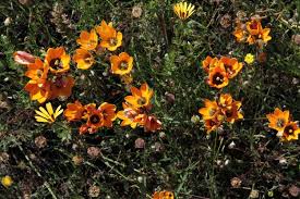 Image result for Xylia africana