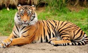 Soal descriptive text describing animals hewan berikut terdiri dari 40 soal bentuk pilihan ganda dan 10 nomor essay disertai dengan kunci jawaban. Contoh Report Text About Tiger Harimau Beserta Artinya Dan Latihan Soal Lengkap Studybahasainggris Com