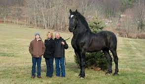 Biggest horse in the world. 7 Biggest Horses Horse Breeds In The World Horsey Hooves