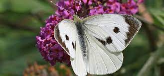 Small white (pieris rapae) butterfly isolated on pure white background. Cabbage White Butterfly Guide