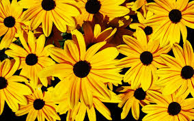 For best effect, plant them en masse to create a. Yellow Flower Laptop Wallpaper Novocom Top