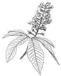 We did not find results for: Aesculus Trees And Shrubs Online
