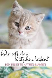 Bilder fotos vektorgrafiken illustrationen videos. 100 Beliebte Katzennamen Minikatz Katzen Namen Beliebte Katzennamen Katzennamen