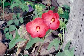 Image result for Abelmoschus