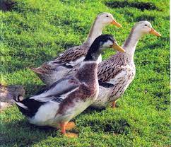 At Grimm Acres We Love Our Silver Appleyard Ducks And Hope To Have Eggs And Ducklings For Sale In The Spring Duck Breeds Breeds Duck And Ducklings
