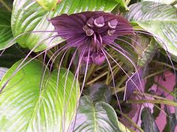 Don't toss out your seed beds thinking they won't germinate! Tacca Chantrieri Or Tacca Chantrier Seeds Flower Taka