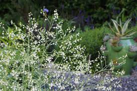 Image result for Crambe