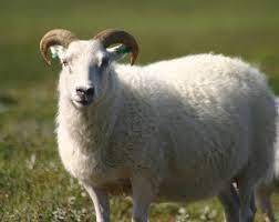As is kambing in english? Siti Zahrah Buyong Sitizahrahb Profile Pinterest