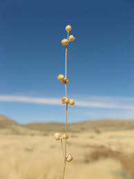 Image result for Kohautia caespitosa