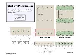 It means the bush bean seeds need a space of four inches, while the pole bean seeds need around six inches. How To Grow Blueberries