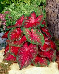 Caladium Red Flash In 2020 Caladium Caladium Garden Container Gardening Flowers