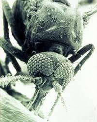 Environmental control of biting midges can be very difficult because biting midges are continuously moving from one life stage to the next and treatments only work on midges in one life stage or another. Midge Bites Scotland Repellant Managing Treating On Landscape