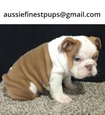 British Bulldog Puppies For Sale In Perth Wa Bulldog Puppies For Sale Bulldog Puppies British Bulldog