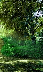 Free Download Nature Wallpaper Download For Android 480x800 For Your Desktop Mobile Tablet Explore 49 Nature Wallpapers For Phone Nature Wallpapers For Iphone Free Wallpapers For Cell Phones Hd Find your perfect nature wallpaper for your phone, desktop, website and more!