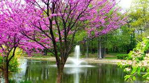 Image result for spring images free
