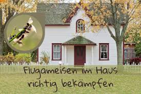 Sie sollten folglich darauf achten, keine lebensmittel offen stehen zu lassen, sondern sie zeitnah verschließen oder wegräumen. Fliegende Ameisen Im Haus Richtig Bekampfen