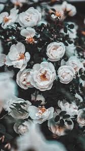 Pin By Svitlana On Flowers Vintage Flowers Wallpaper Flower Phone Wallpaper Flower Aesthetic