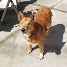 My quarantine foster buddy, Mac. 11 year old Shiba Inu  Sheltie mix. :  rfosterdogs