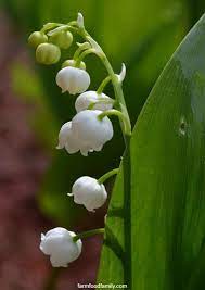Lily Of The Valley Plant How To Grow Care For Convallaria Majalis Lily Of The Valley Growing Lilies Garden Bloggers