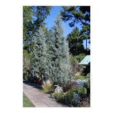 Image result for Cupressus arizonica