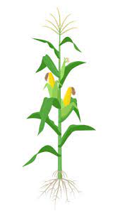 Best Corn Stalk And Roots Illustrations Roots Illustration Maize Plant Flower Art