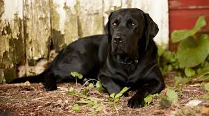 Check spelling or type a new query. Golden Retriever Vs Labrador Retriever What S The Difference